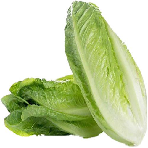 خس عربى كيلو اردني