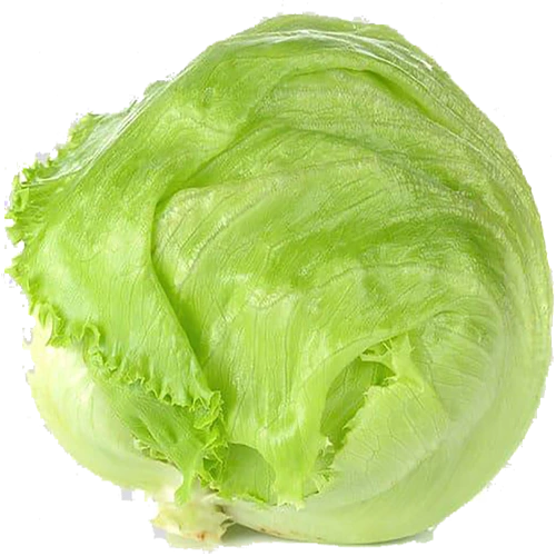 خس مدور اردني كيلو